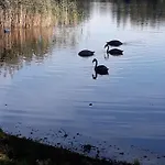 U Janiny Nyaraló Czaplinek
