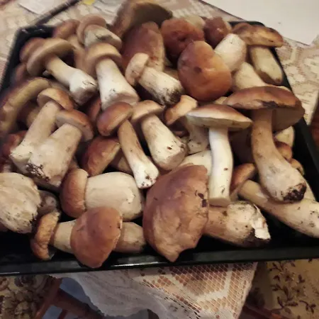 U Janiny Semesterbostad *